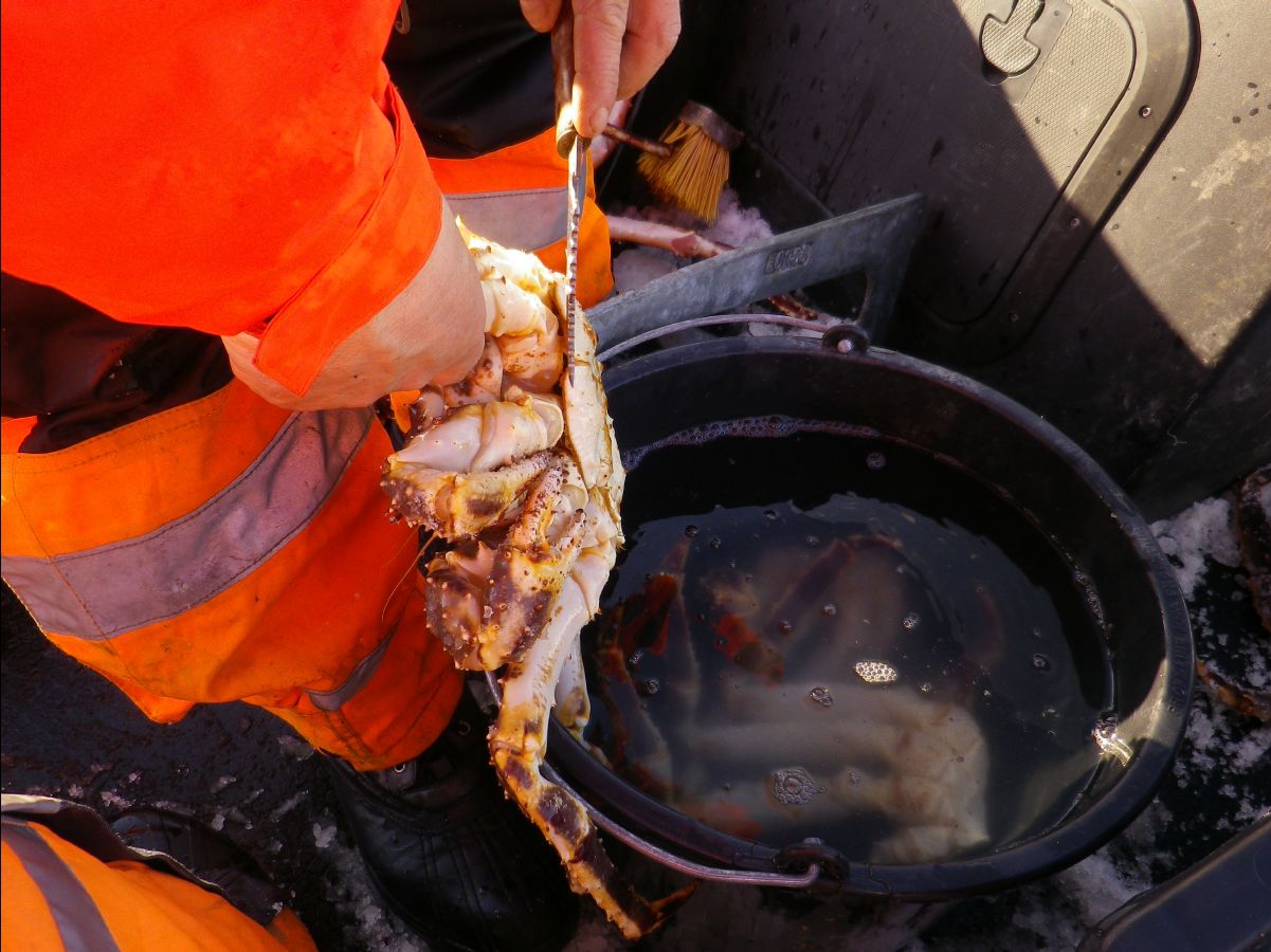 King Crab035